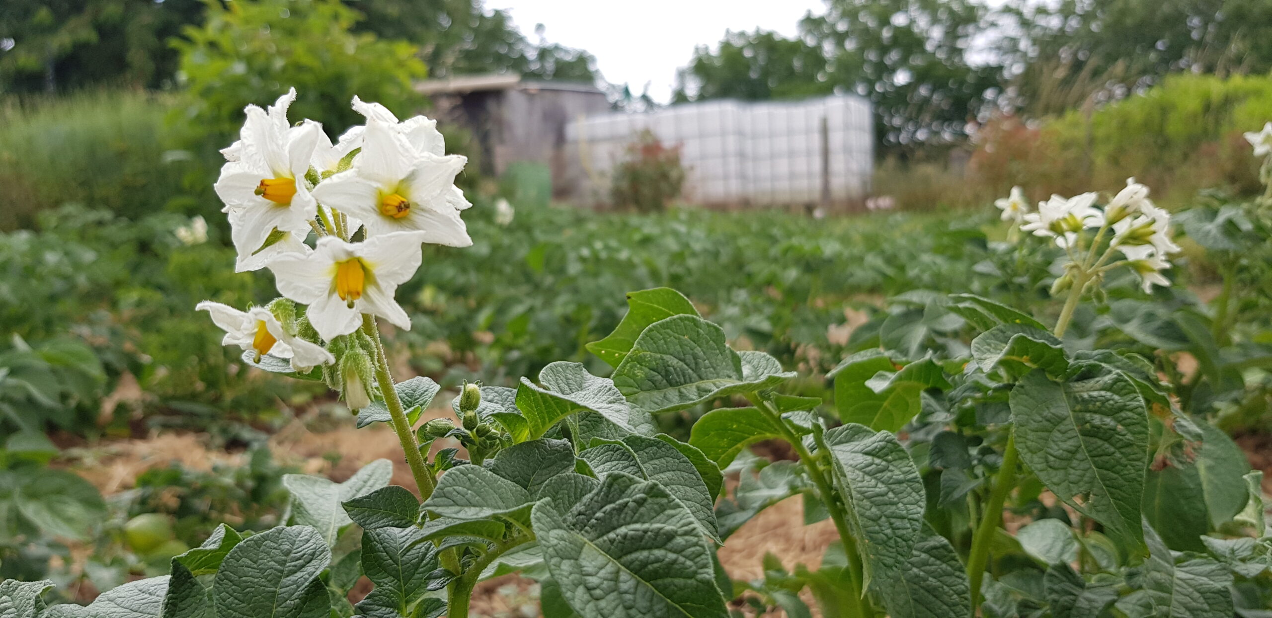 Cultive ton jardin