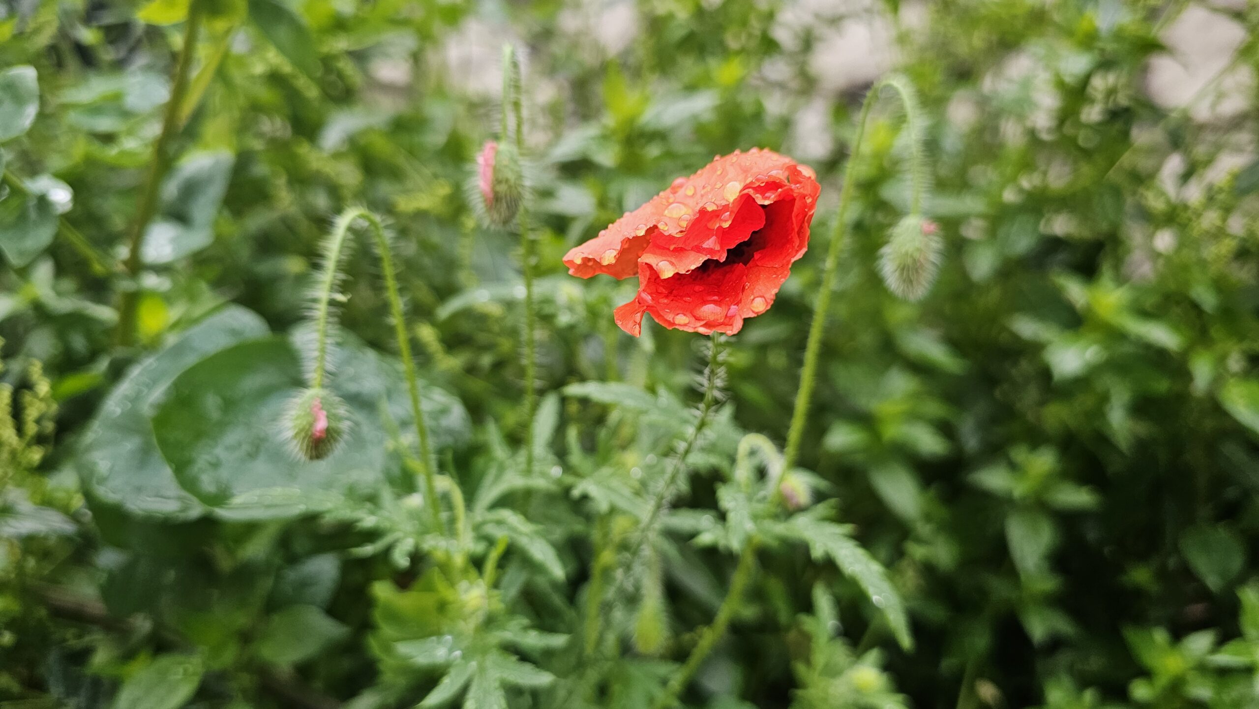 Un coquelicot Belle de Mai