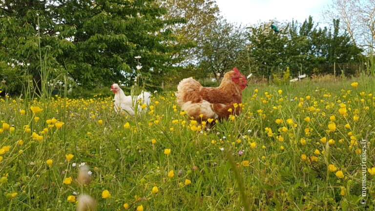 Poules pour tous