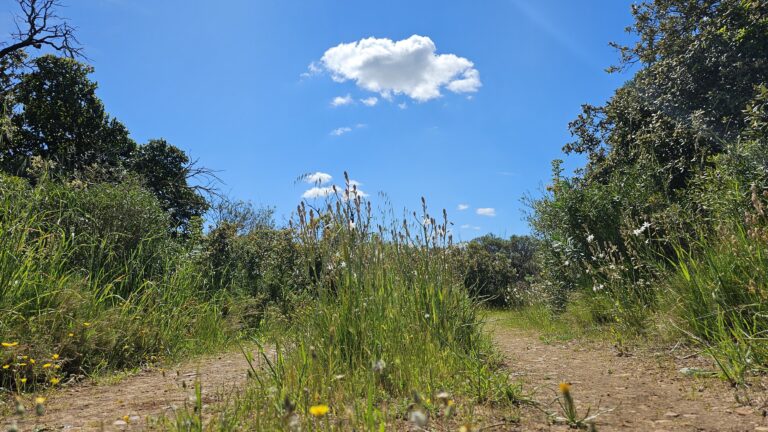 Le bois de Chambremont