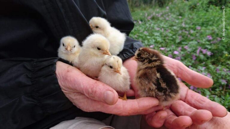 Cinq poussins