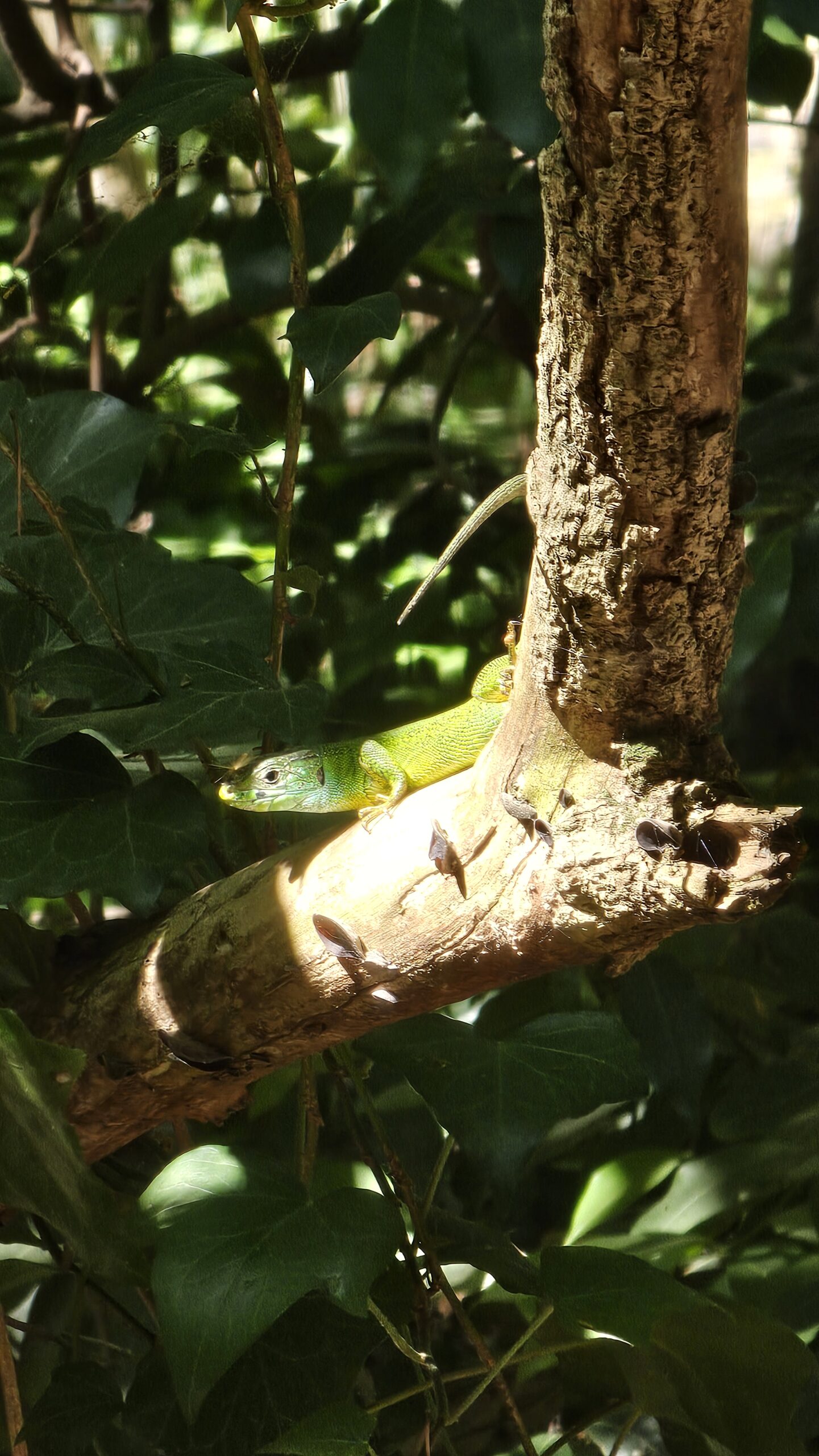 Le lézard de la Vallée de Saint-Pons