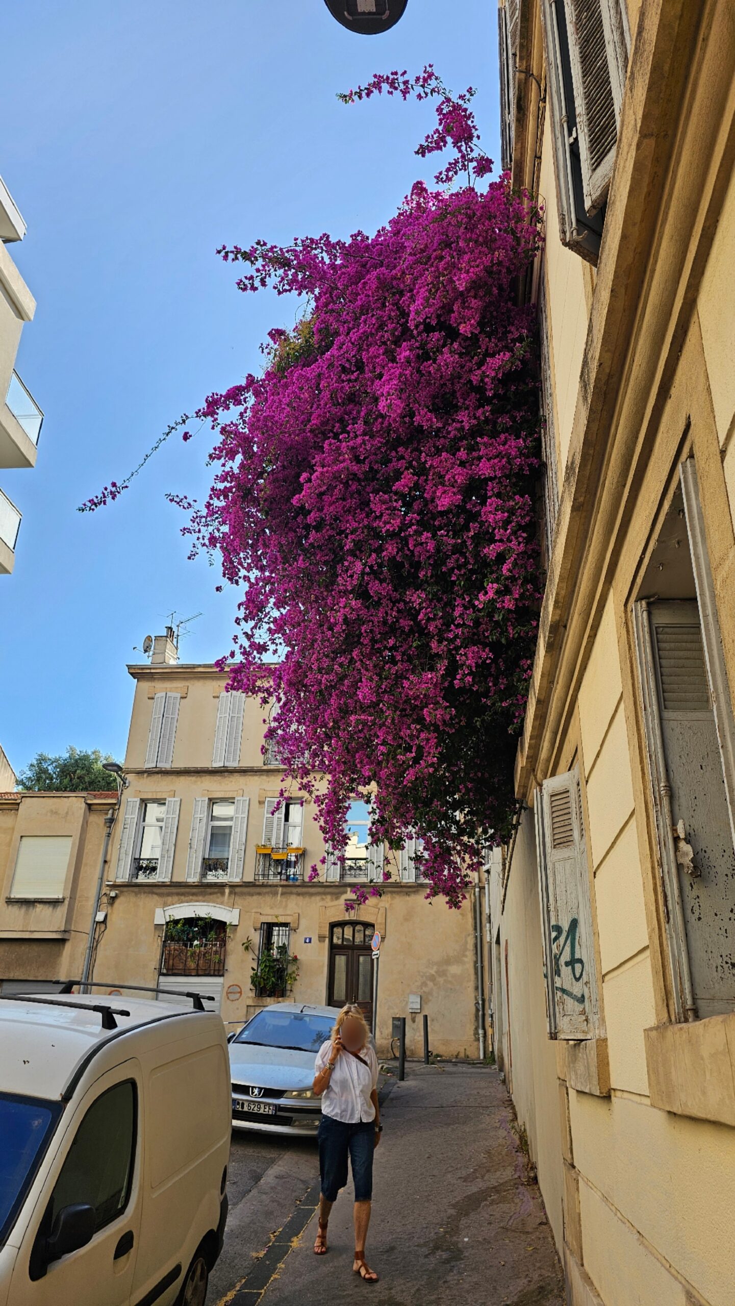 Le bougainvillier de la rue Raspail
