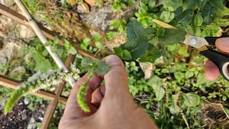 La menthe ou les mouches