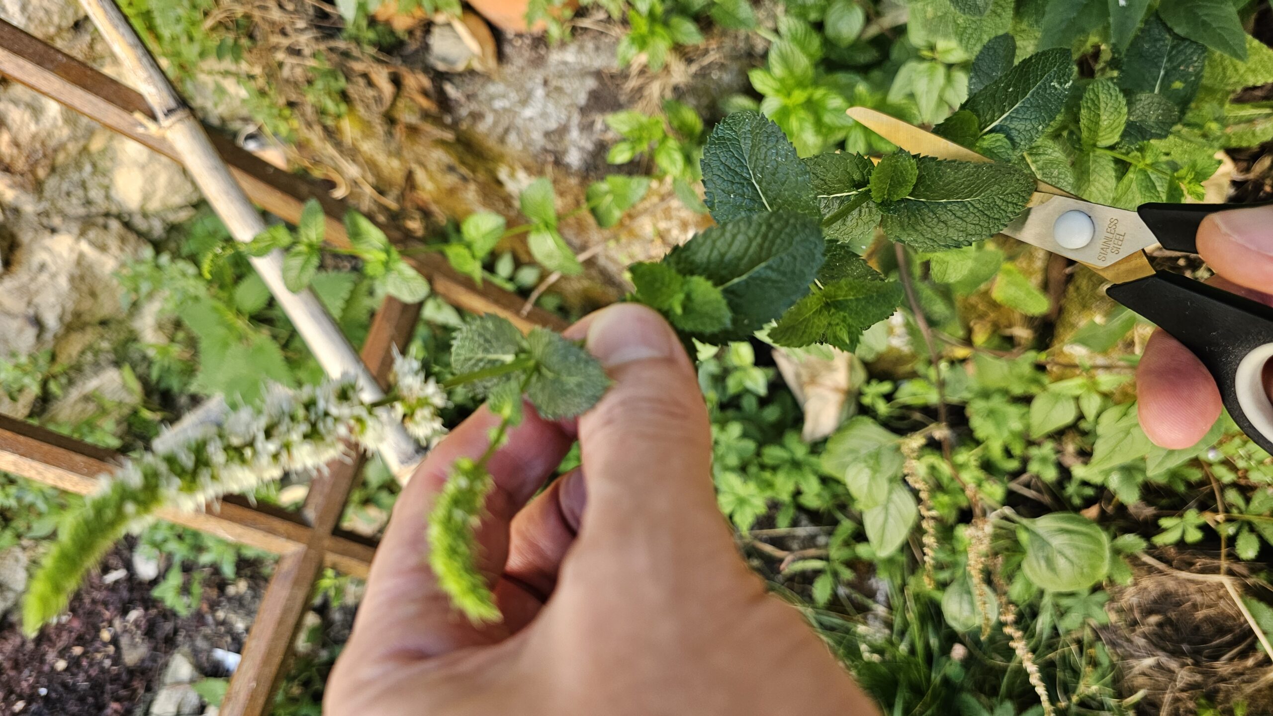 La menthe ou les mouches