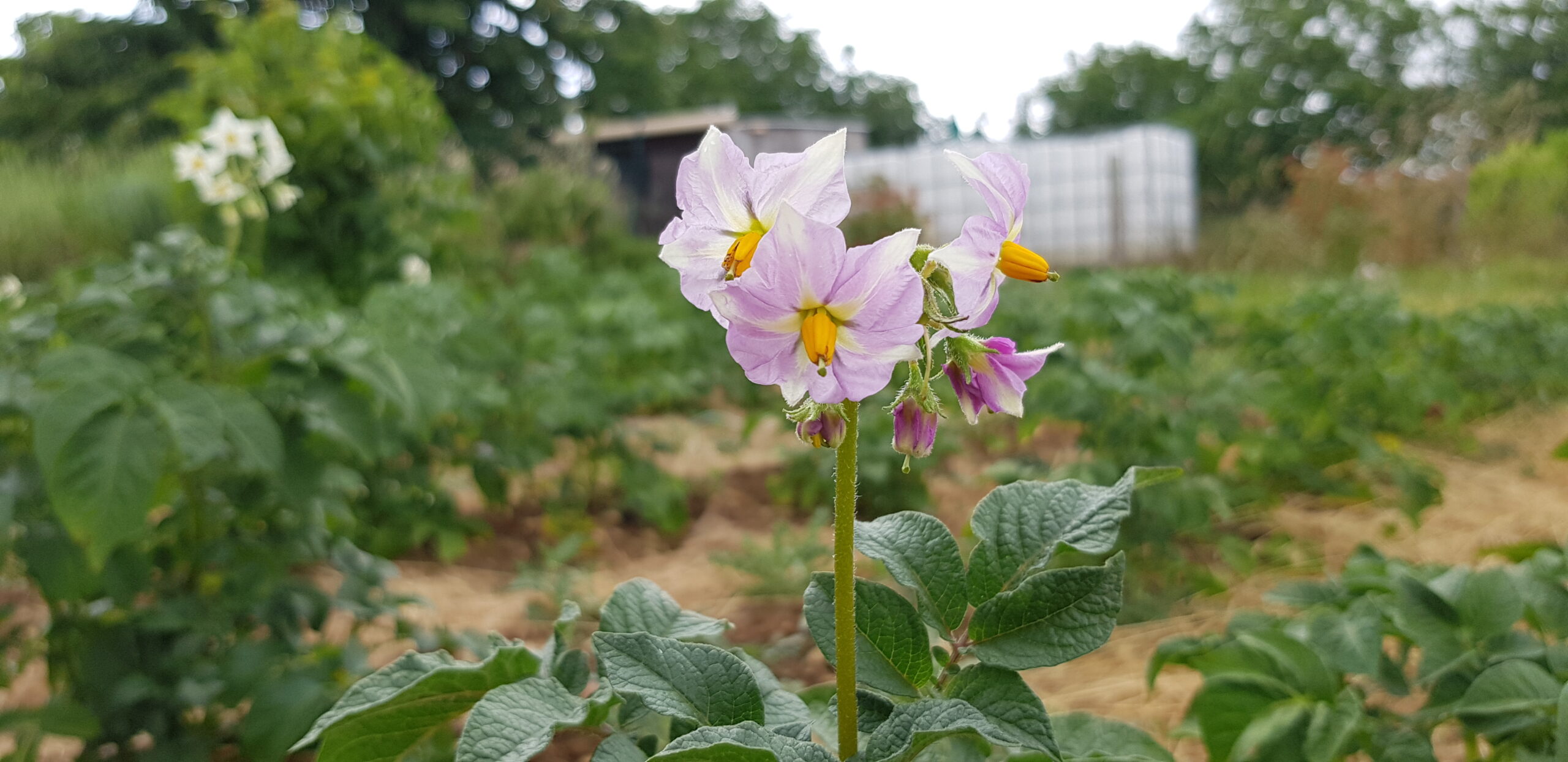 Oh les jolies fleurs de patates