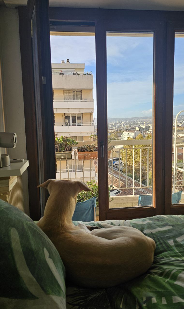 Le chien contemplatif