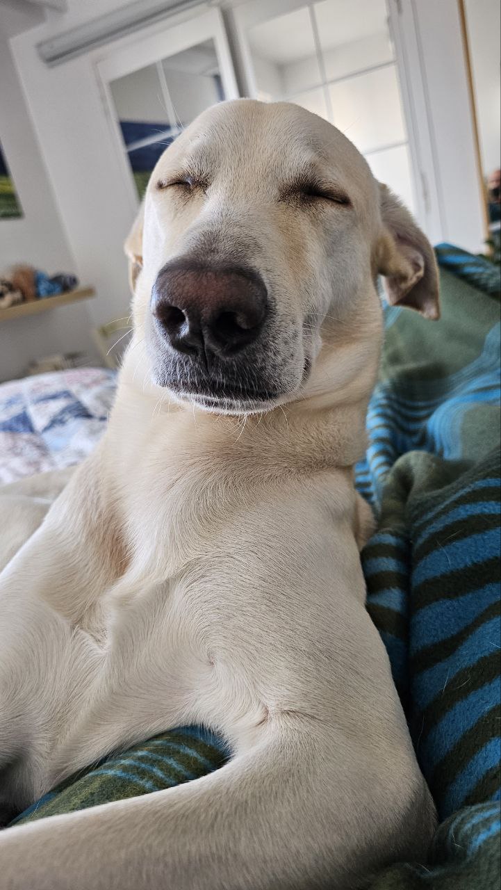 Le chien qui queut’queute