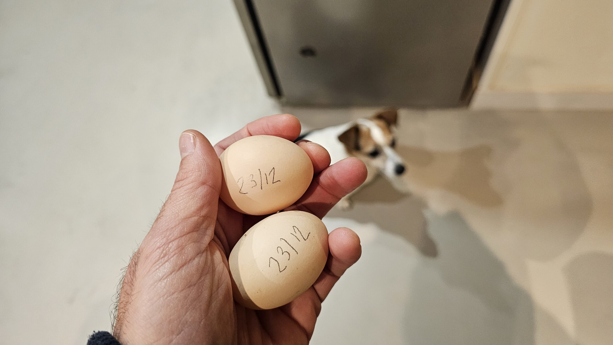 La cueillette du mardi