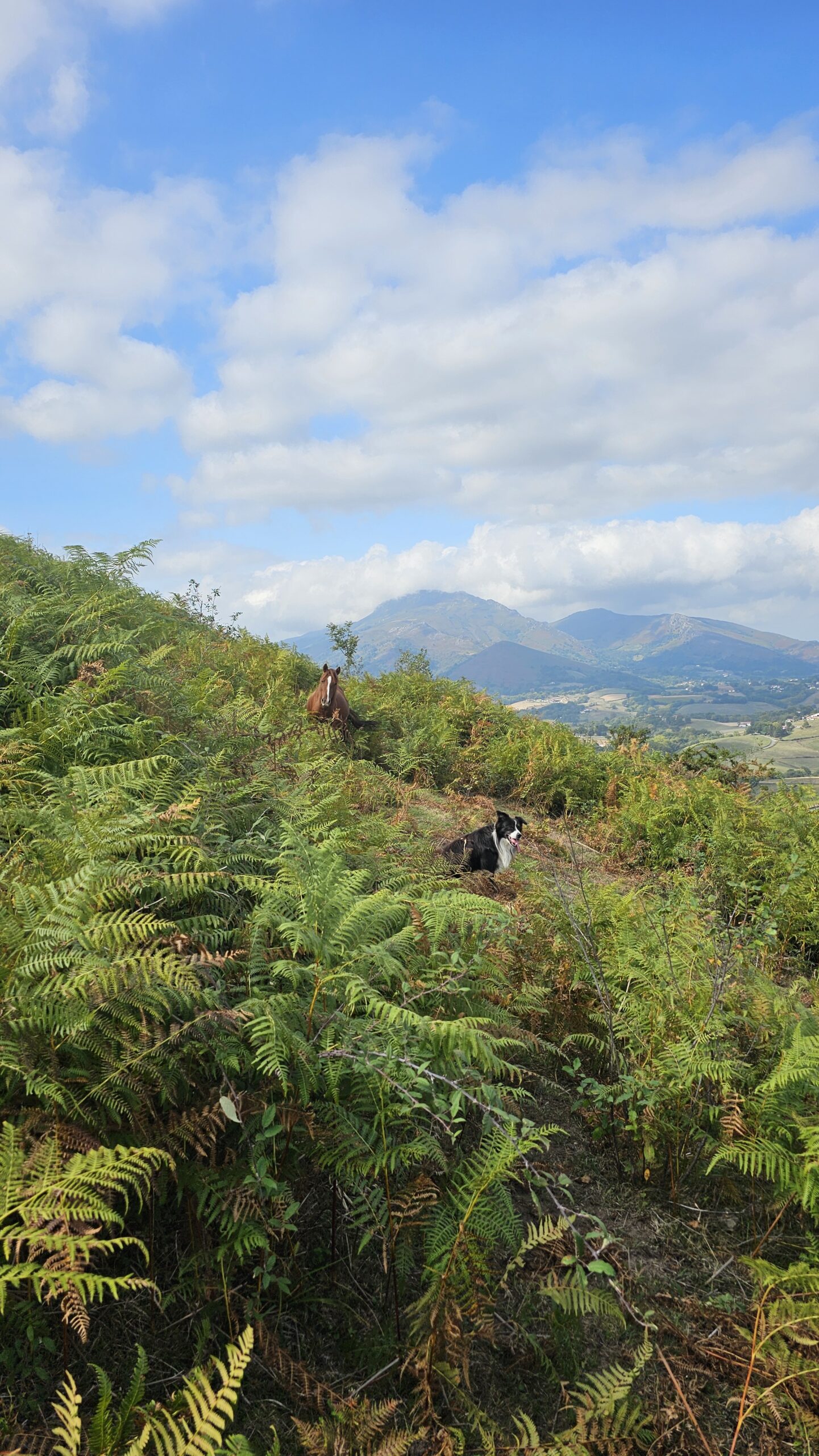 Loin de Marchebruit